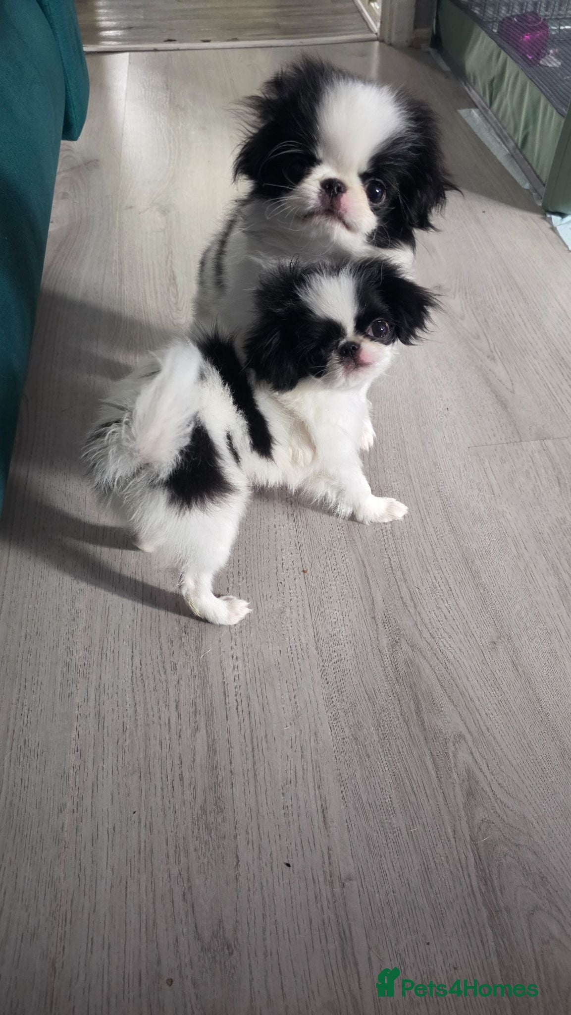 Japanese Chin dogs Beautiful Japanese Chin puppies - Advert 1