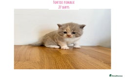 British Shorthair cats for sale: Gccf registered British shorthair kittens - Image 10