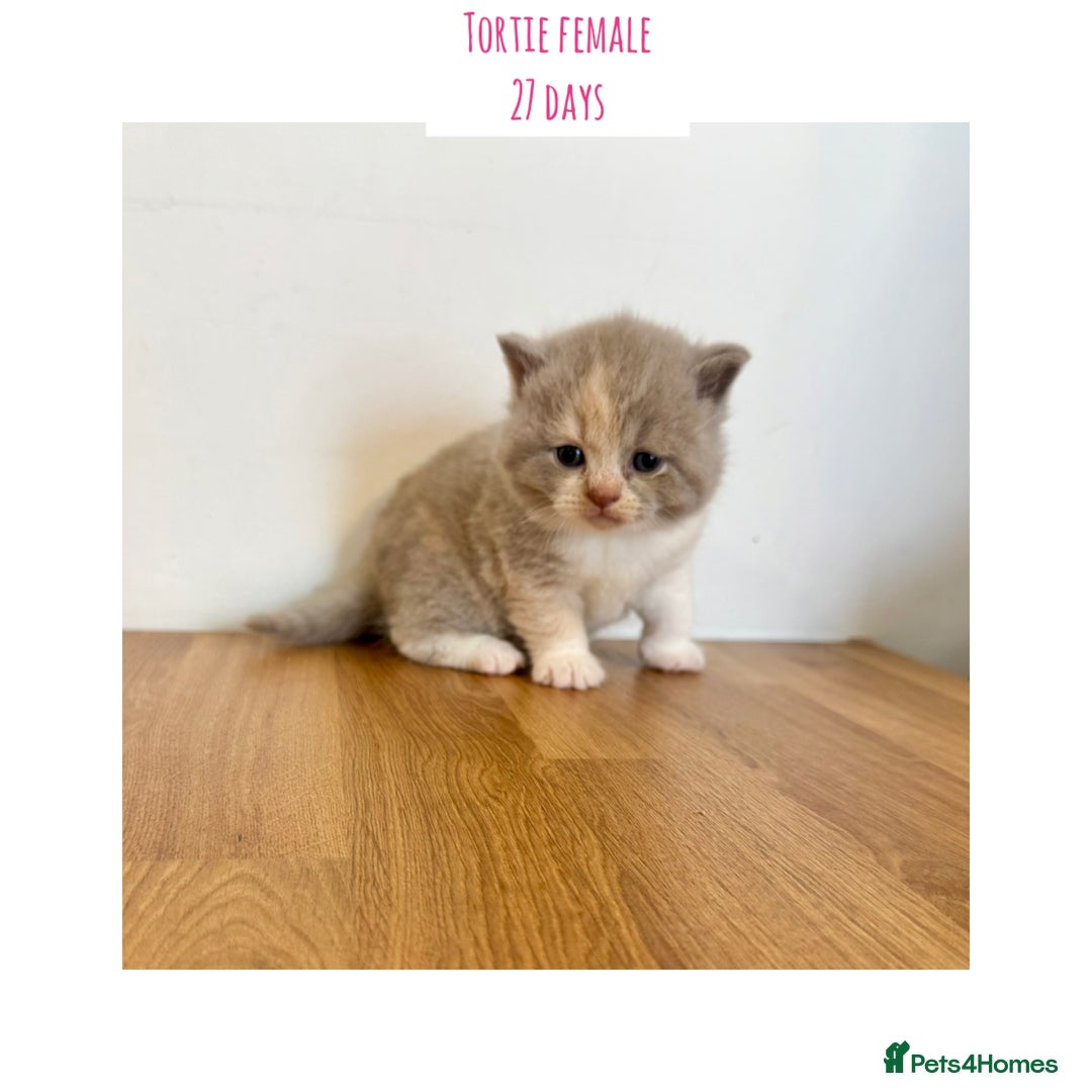 British Shorthair cats for sale: Gccf registered British shorthair kittens - Image 10