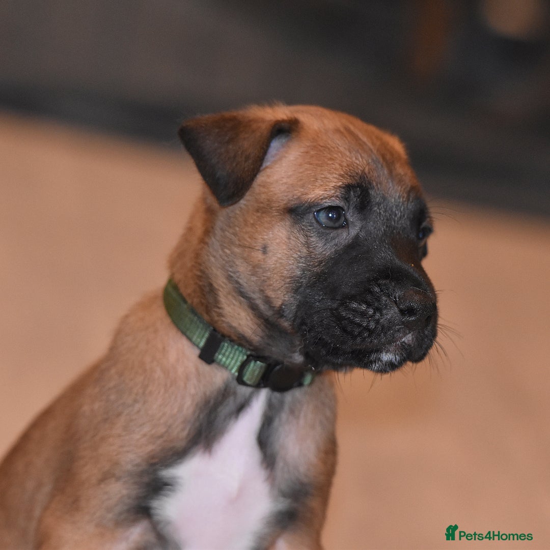 Belgian Shepherd Dog dogs for sale: Bullherders top working lines  - Advert 2