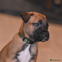 Belgian Shepherd Dog dogs Bullherders top working lines - Advert 11