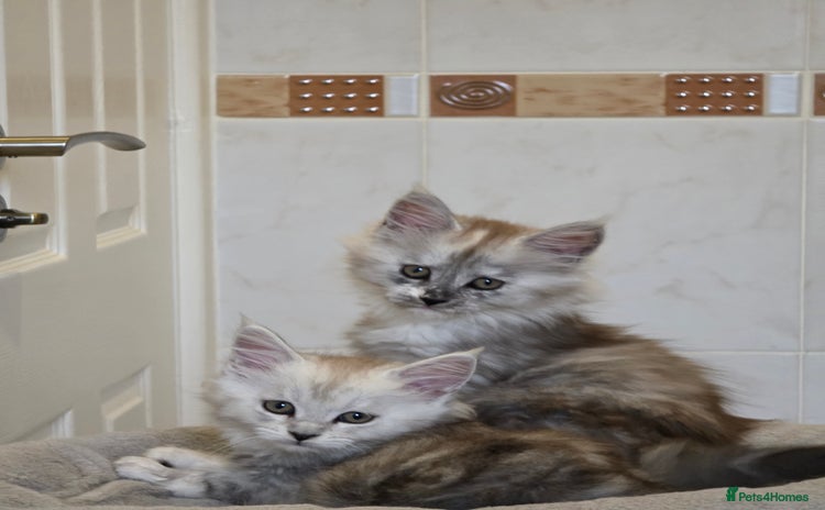 Maine Coon cats - Advert 14