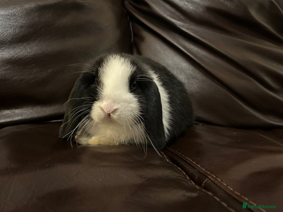 Mini Lop rabbits for sale: Lovely baby minilop for sale  - Advert 3