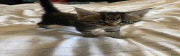 Maine Coon cats for sale: Maine coon kittens for sale  - Advert 10