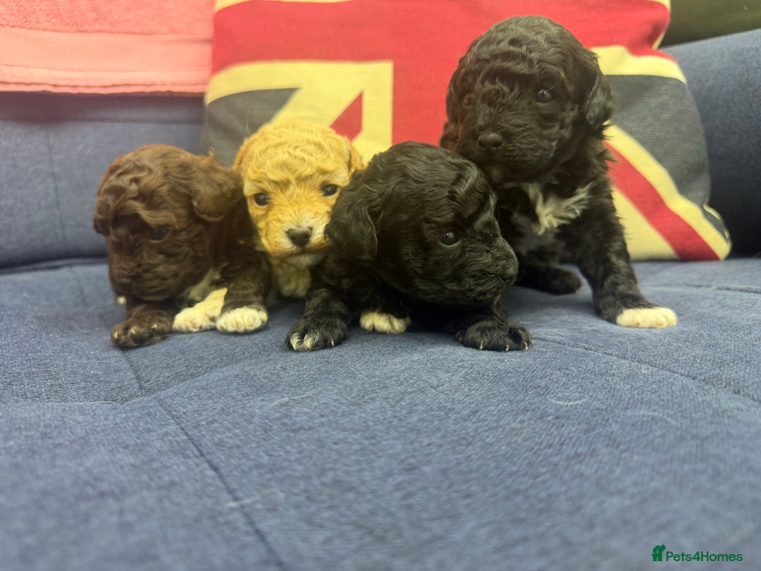 Maltipoo dogs for sale: Toy poodle cross maltipoo puppies little puppies  - Advert 6