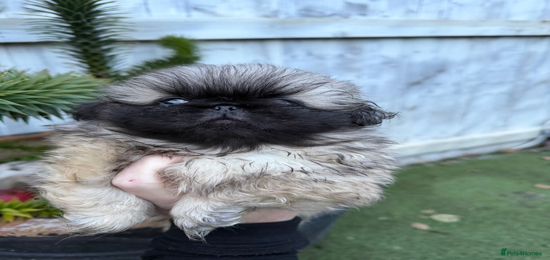 Gallery Image {{count}}