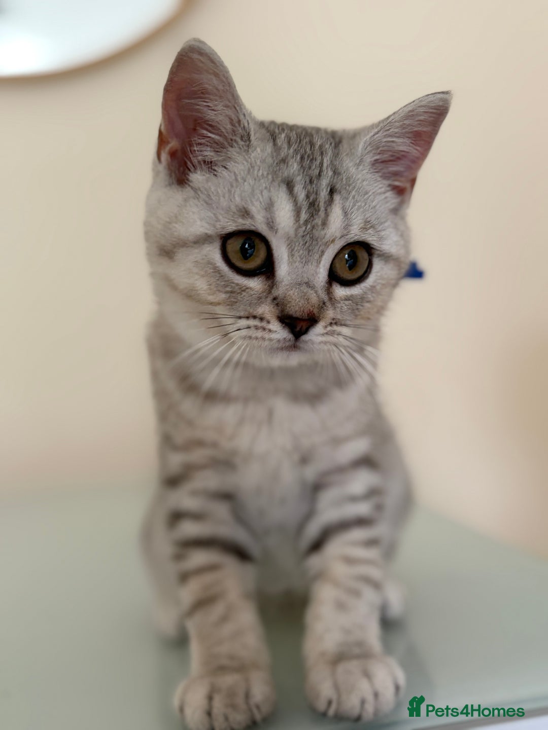 British Shorthair cats for sale: Pedigree|Champion Lines|GCCF Registered| - Image 39