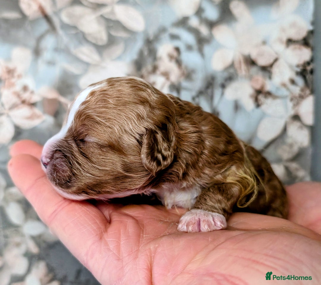 Cavapoo dogs for sale: ❤️F1 CAVAPOO BABIES❤️ HEALTH TESTED PARENTS!🐩 - Advert 22