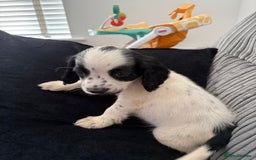 Cocker Spaniel dogs for sale: Buddy - Image 3