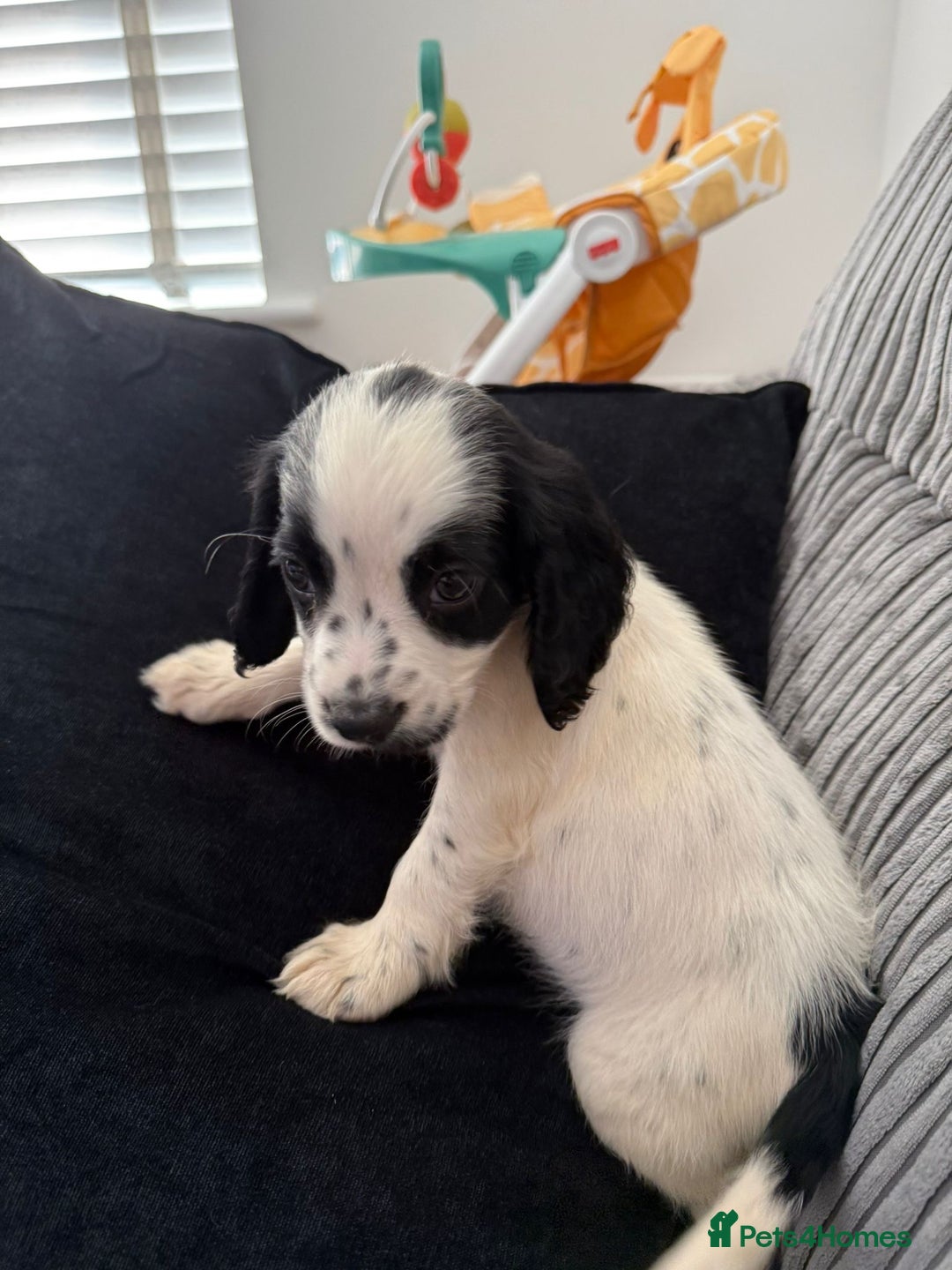 Cocker Spaniel dogs for sale: Buddy - Image 3