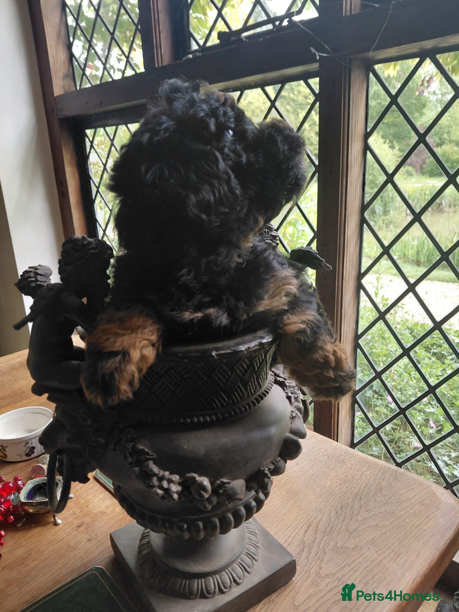 Mixed Breed dogs Beautiful rare phantom poodle puppy  - Advert 1