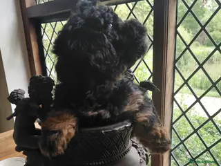 Mixed Breed dogs Beautiful rare phantom poodle puppy - Advert 3