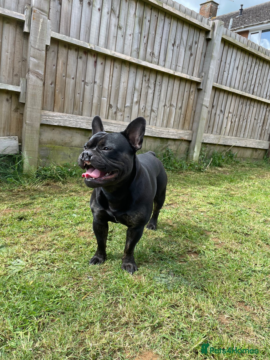Mixed Breed dogs for sale: 4 year old French bulldog cross staff Teddy  - Image 5