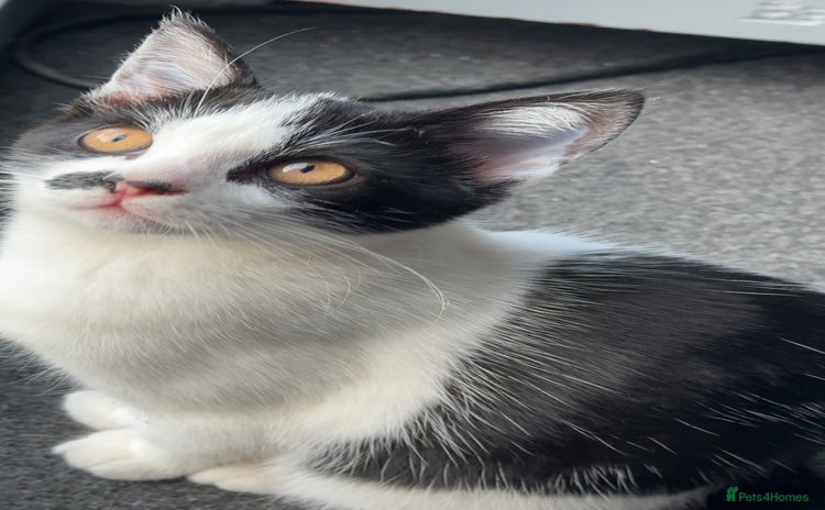 British Shorthair cats - Advert 6