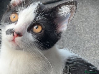 British Shorthair cats - Advert 34