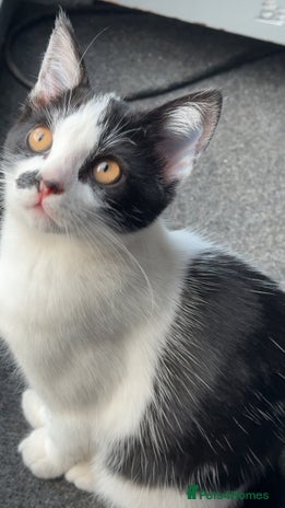 British Shorthair cats - Advert 6