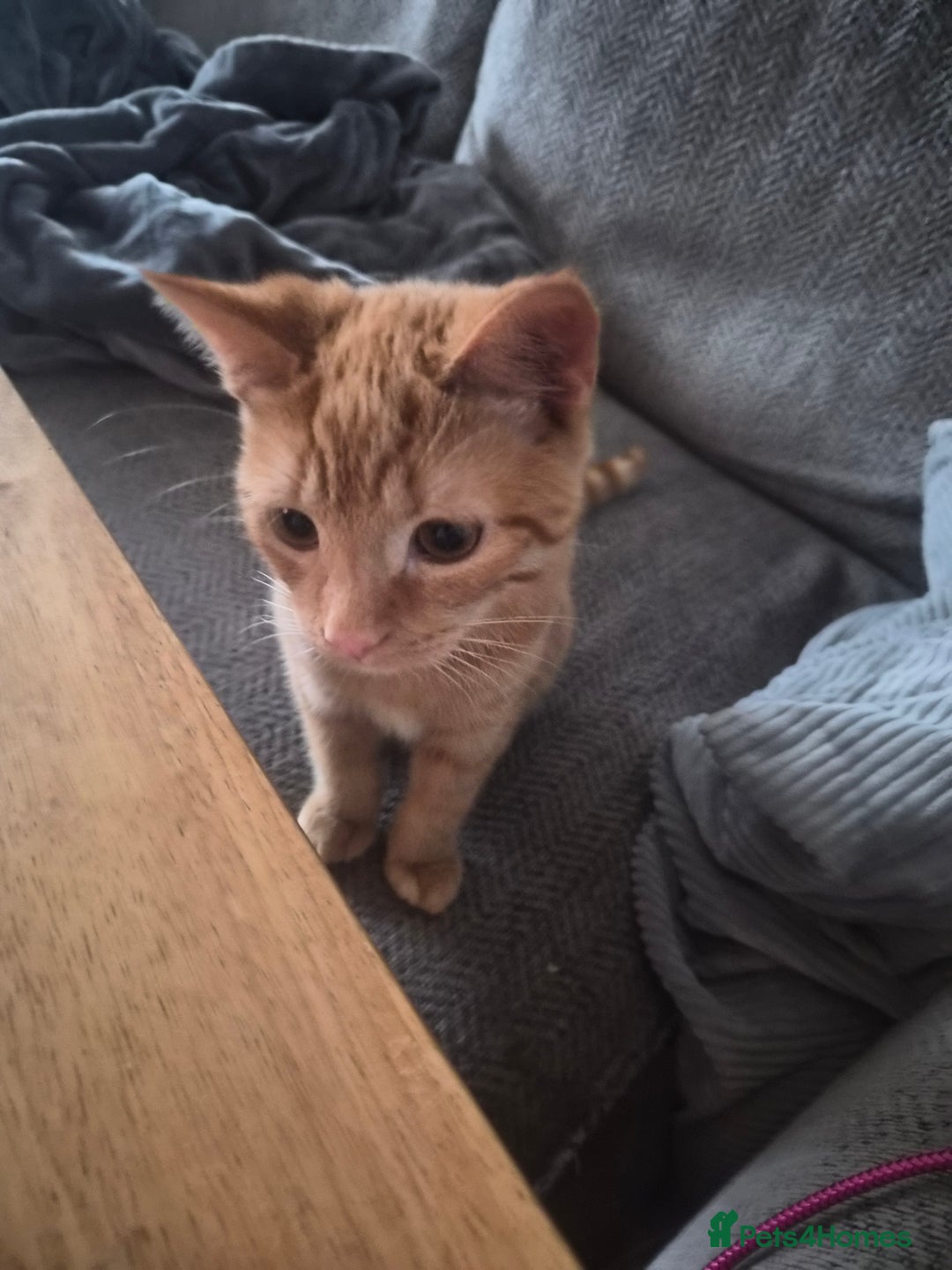 Mixed Breed cats for sale: Pretty Ginger Girl - Advert 2