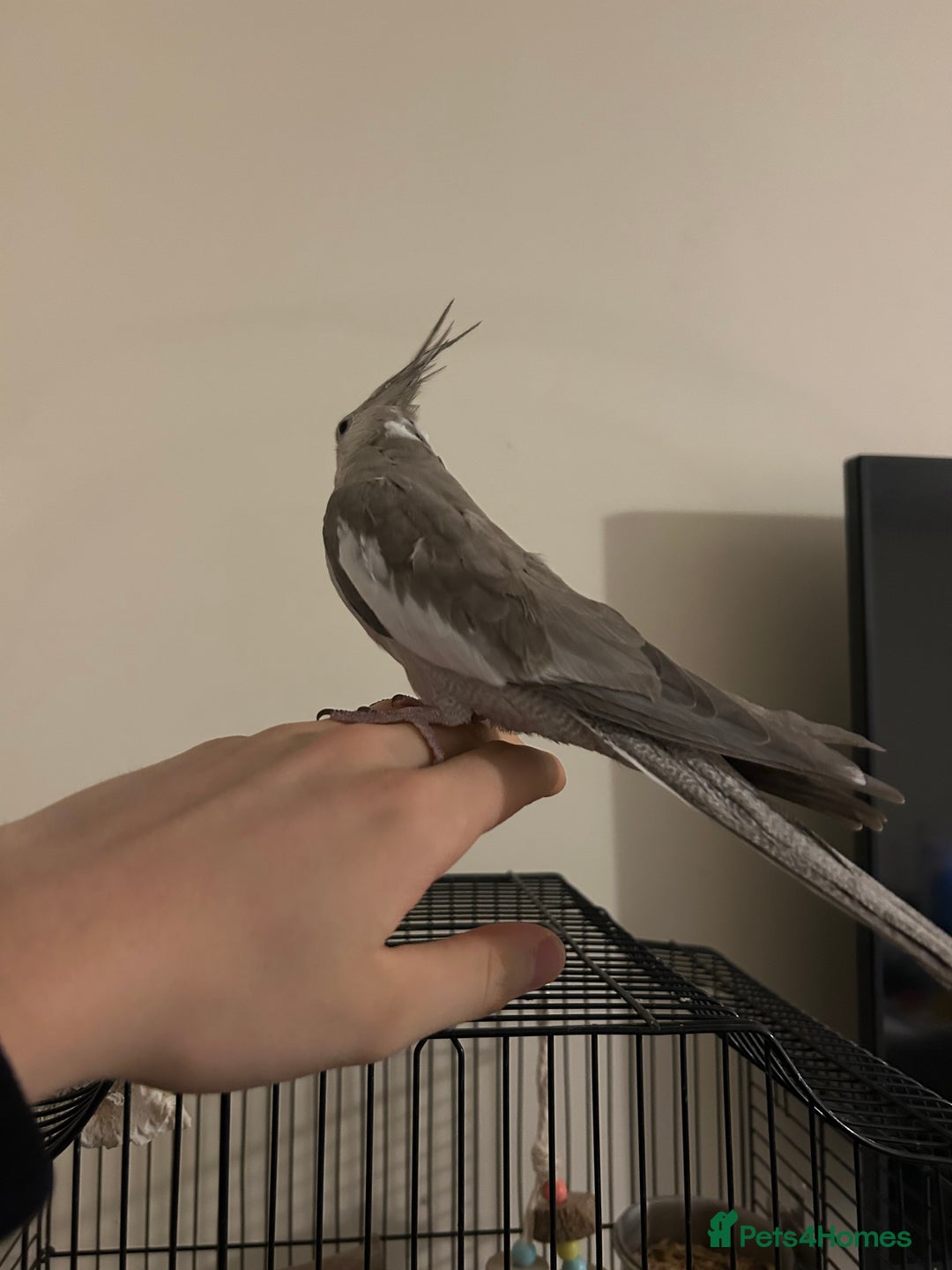 Cockatiels birds for sale: Male Cockatiel  - Advert 3