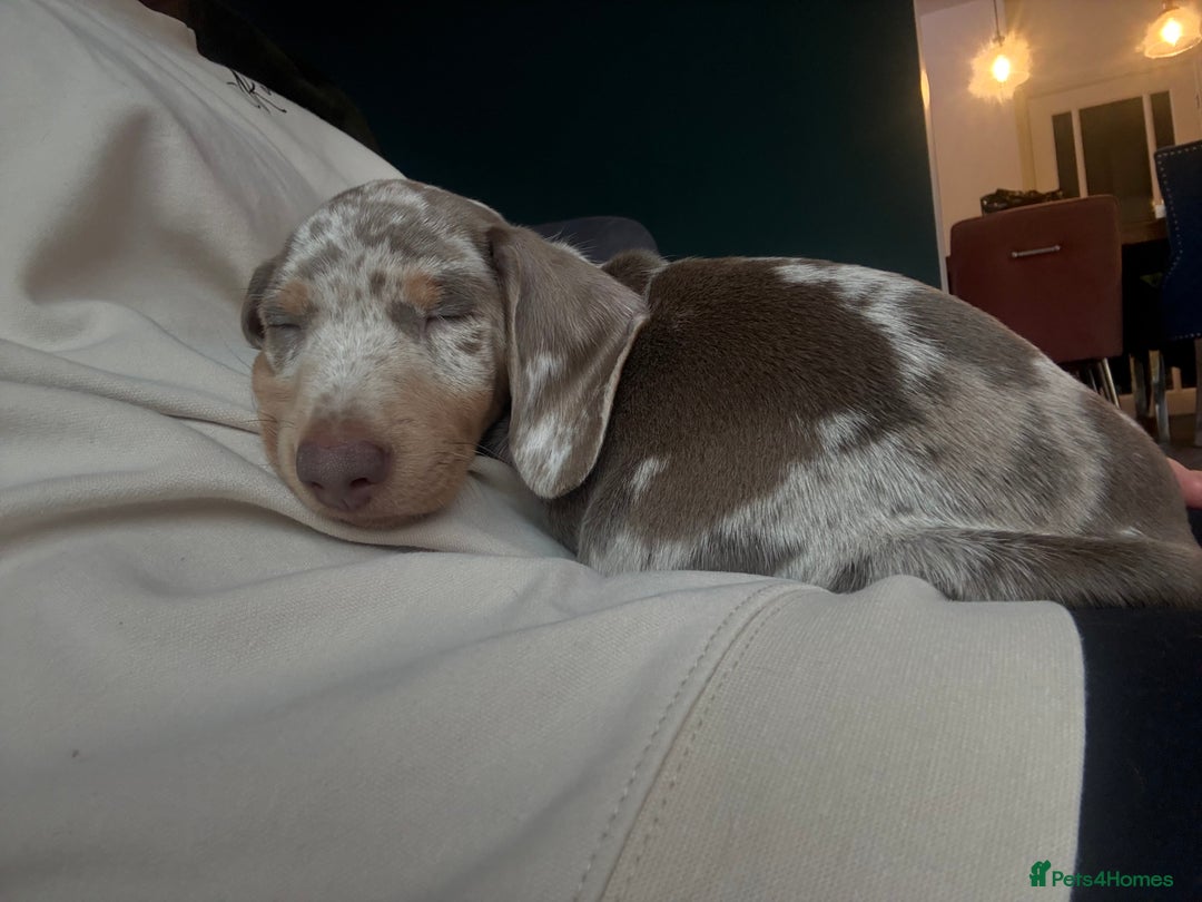 Dachshund dogs for sale: Isabelle tan male  - Advert 6