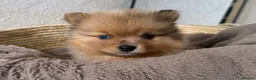 Pomeranian dogs for sale: CHAMPION LINES KC POMERANIAN PUPPIES  - Advert 25