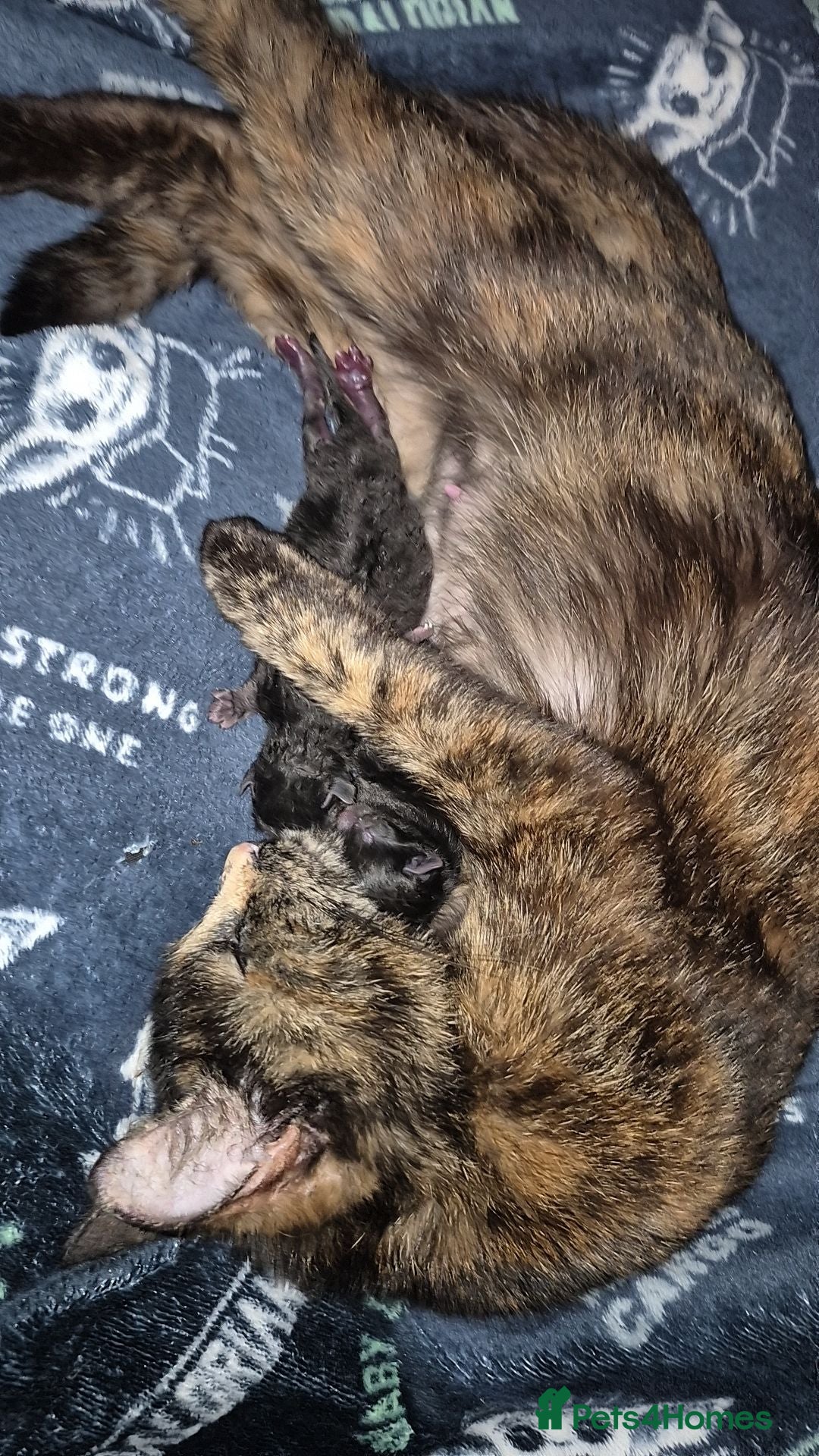 Mixed Breed cats Selling 3 tortoiseshell mixed kittens for 50 each - Advert 5
