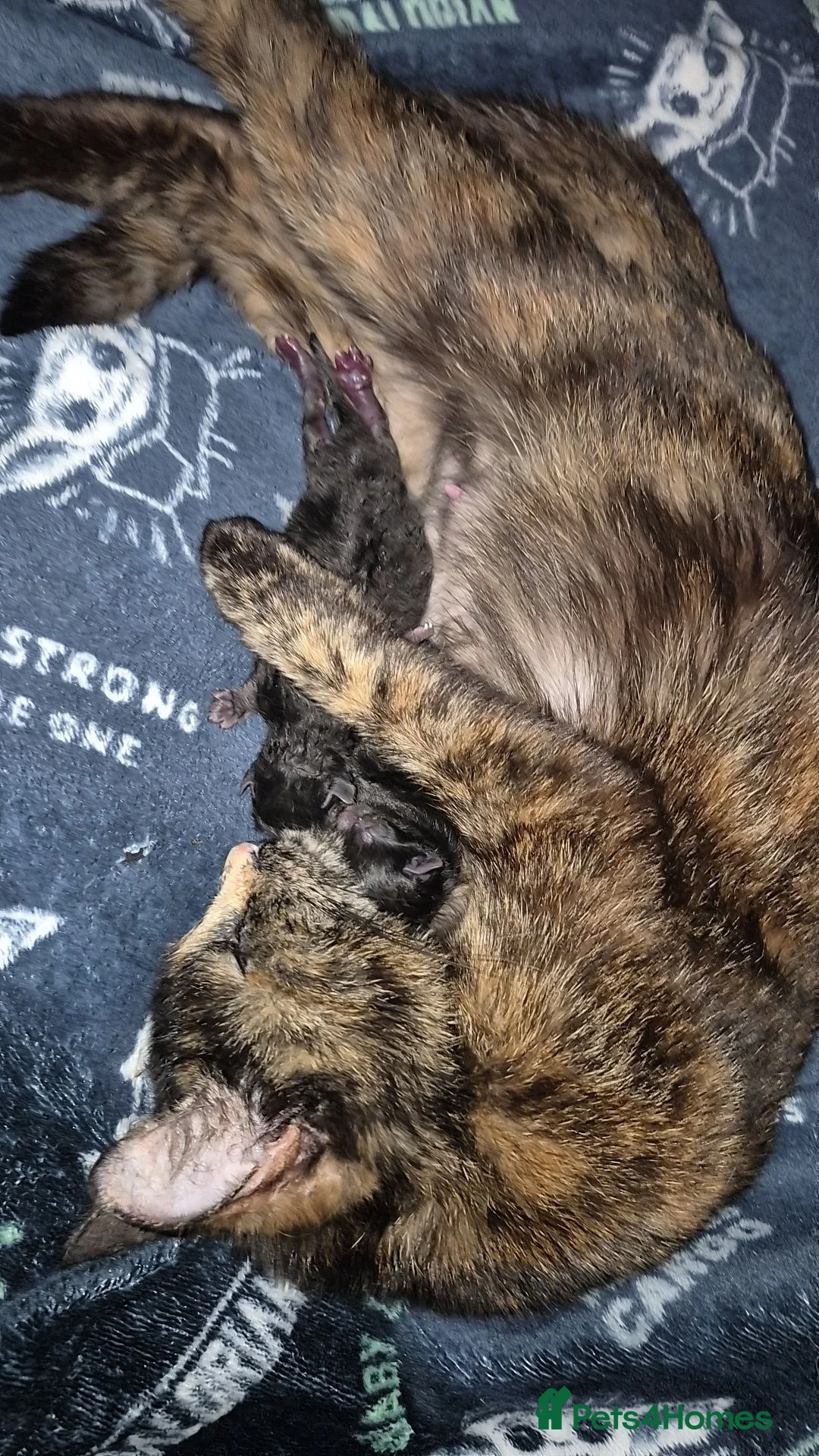 Mixed Breed cats for sale: Selling 3 tortoiseshell mixed kittens for 50 each - Advert 1