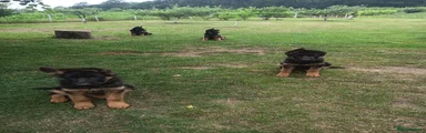 German Shepherd Puppy 1