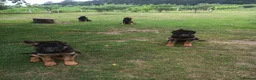 German Shepherd dogs for sale: German Shepherd Puppies (champions parents)  - Advert 14