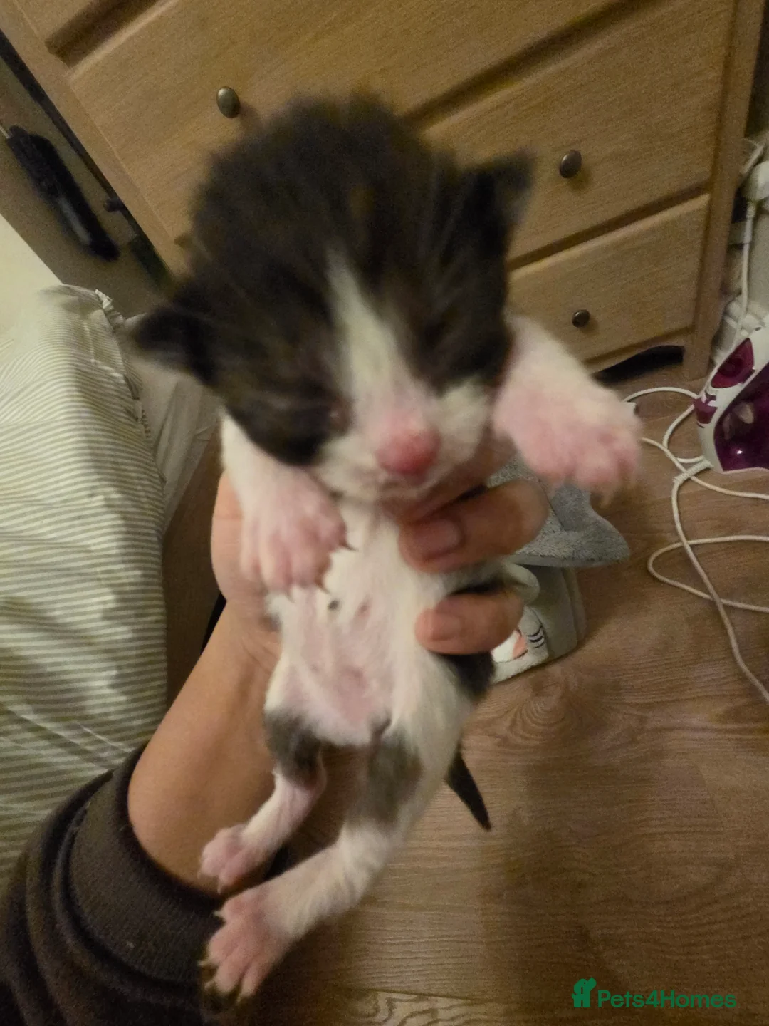 Mixed Breed cats for sale: RAGDOLL X SCOTTISH STRAIGHT  - Advert 4