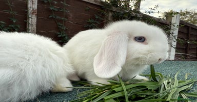 Mini Lop rabbits - Advert 9