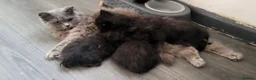 British Longhair cats for sale: British long hair female kitten - Advert 2
