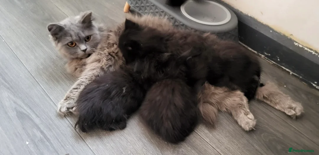 British Longhair cats for sale: British long hair female kitten - Advert 2