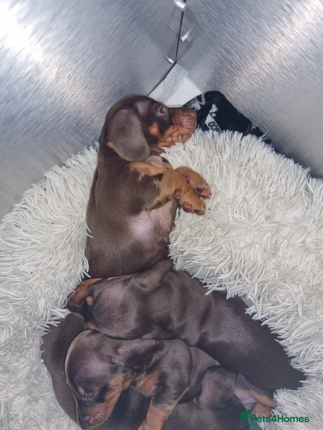Miniature Dachshund dogs for stud: 🔥For stud proven miniature dachshund🔥   in Windsor - Advert 28