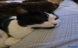 Domestic Shorthair cats for sale: URGENT: Loving Cat Needs Home - Advert 2