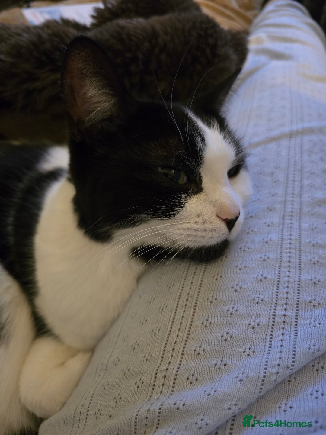 Domestic Shorthair cats for sale: URGENT: Loving Cat Needs Home - Advert 2