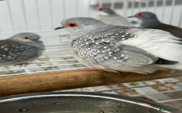 Finches birds for sale: Various Stunning Baby Finches  - Image 7