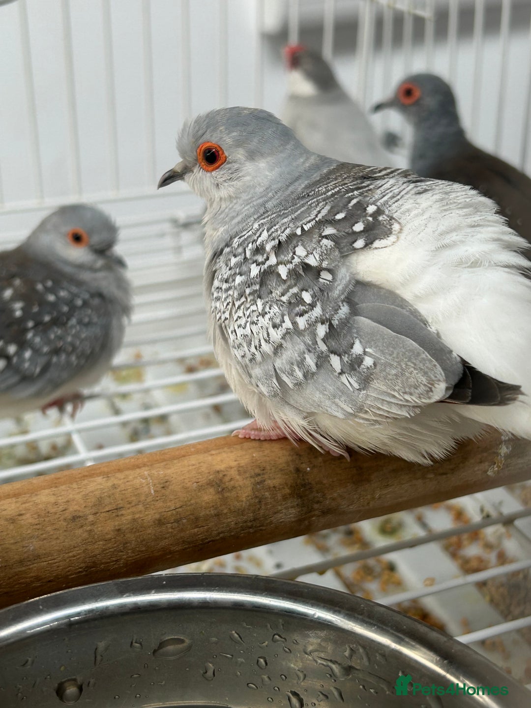 Finches birds for sale: Various Stunning Baby Finches  - Image 7