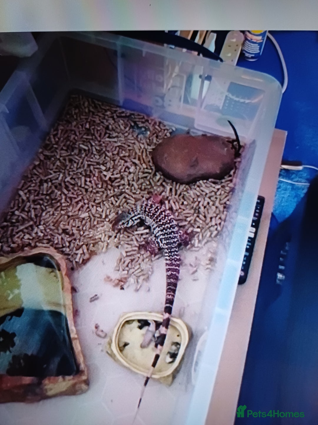 Lizard reptiles for sale: Red tegu  - Advert 2