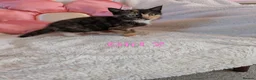 Mixed Breed cats for sale: Beautiful fluffy kittens for sale  - Advert 20