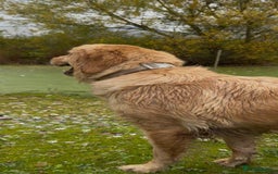 Golden Retriever dogs for sale: KC Pedigree Golden Retriever Female Adult - Image 6