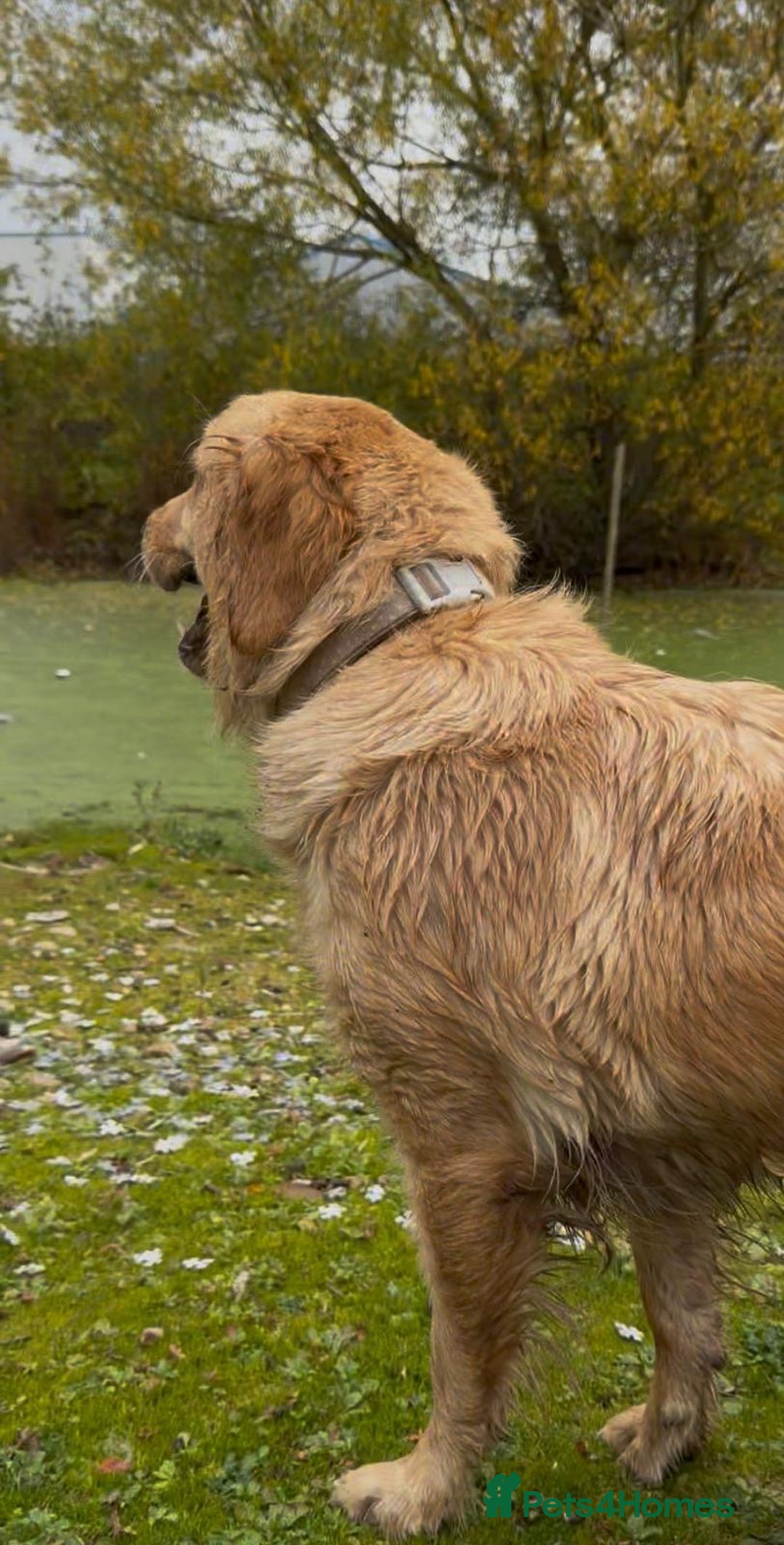 Golden Retriever dogs for sale: KC Pedigree Golden Retriever Female Adult - Image 6