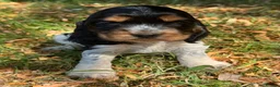 Cocker Spaniel dogs for sale: ❤️ BEAUTIFUL TRUE SHOWTYPE COCKER SPANIEL ❤️  - Advert 9