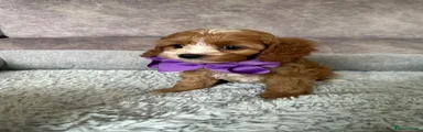 Girl (purple bow)