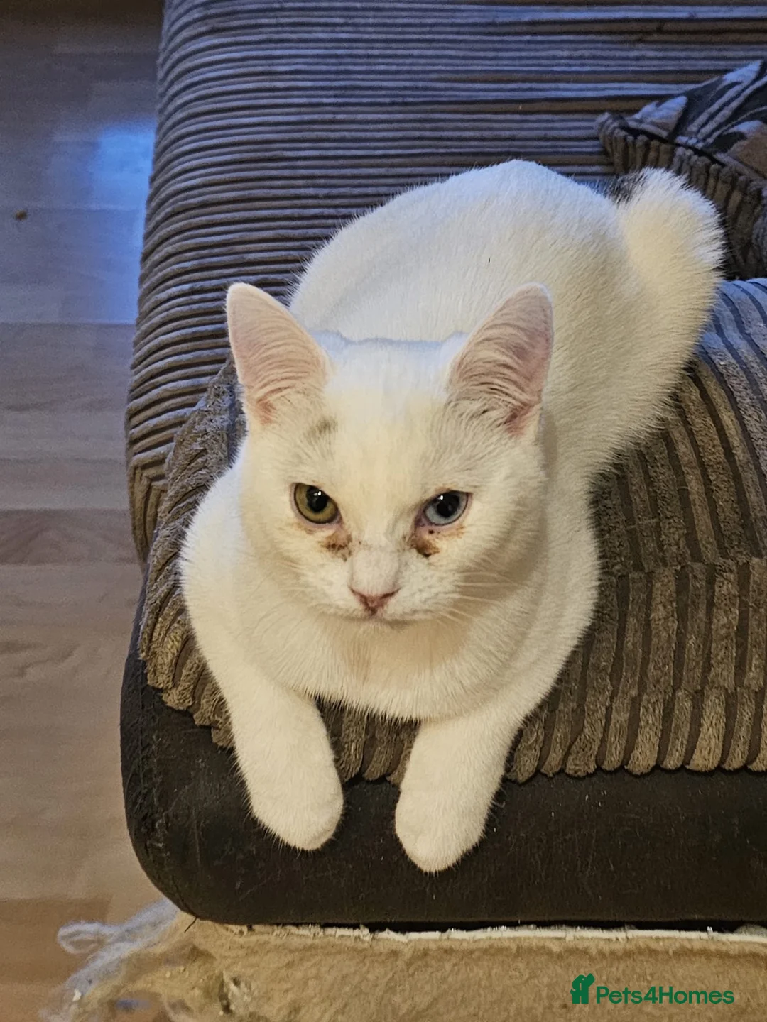 Mixed Breed cats for adoption: Special Nova needs a special indoor home - Advert 15