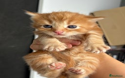 British Longhair cats for sale: British long hair cats  - Image 4