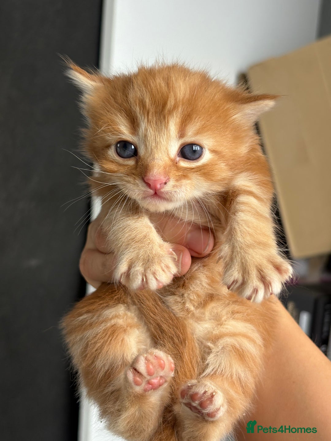 British Longhair cats for sale: British long hair cats  - Image 4