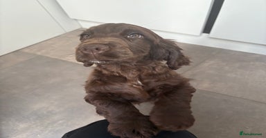 Cocker Spaniel dogs - Advert 5