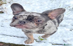 French Bulldog dogs for sale: French Bulldog Male for Rehome - Advert 3