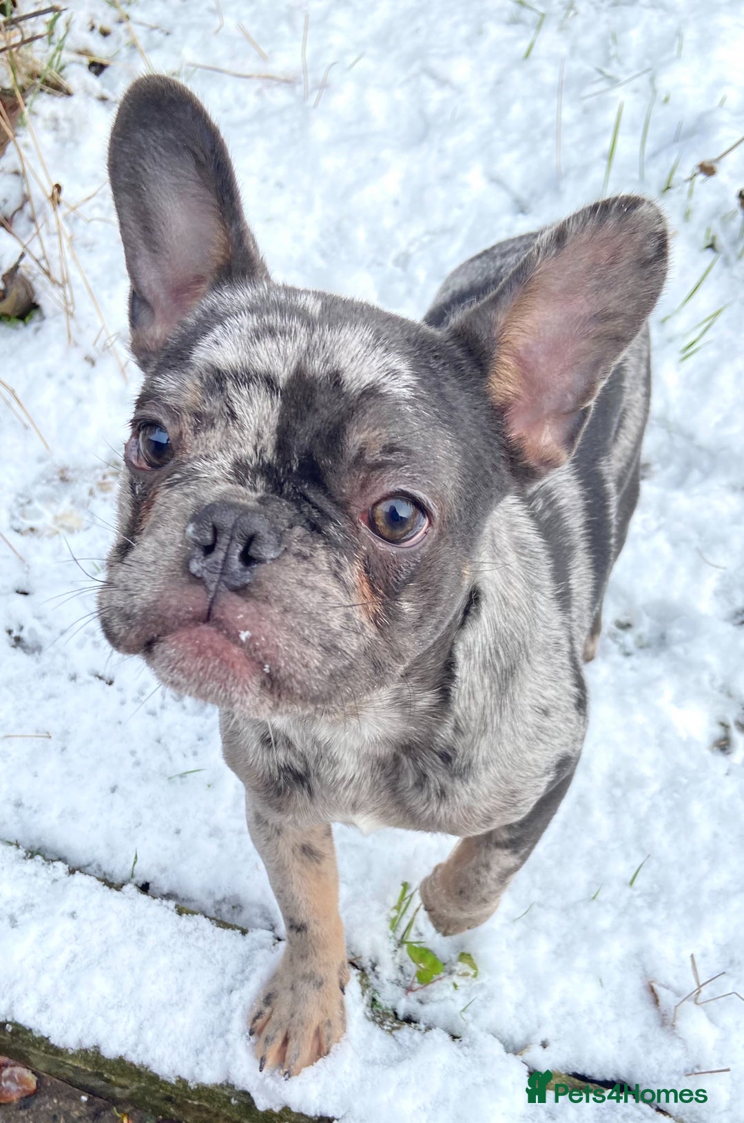 French Bulldog dogs for sale: French Bulldog Male for Rehome - Advert 3
