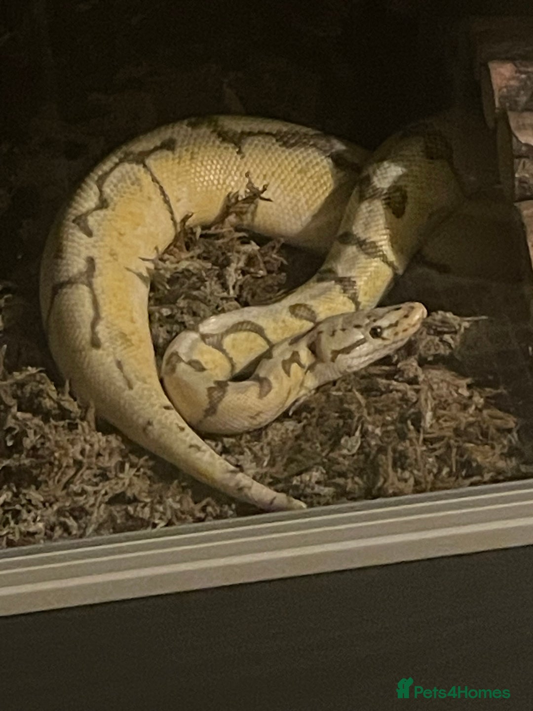 Python Snake reptiles for sale: Royal Python & enclosure - Image 6